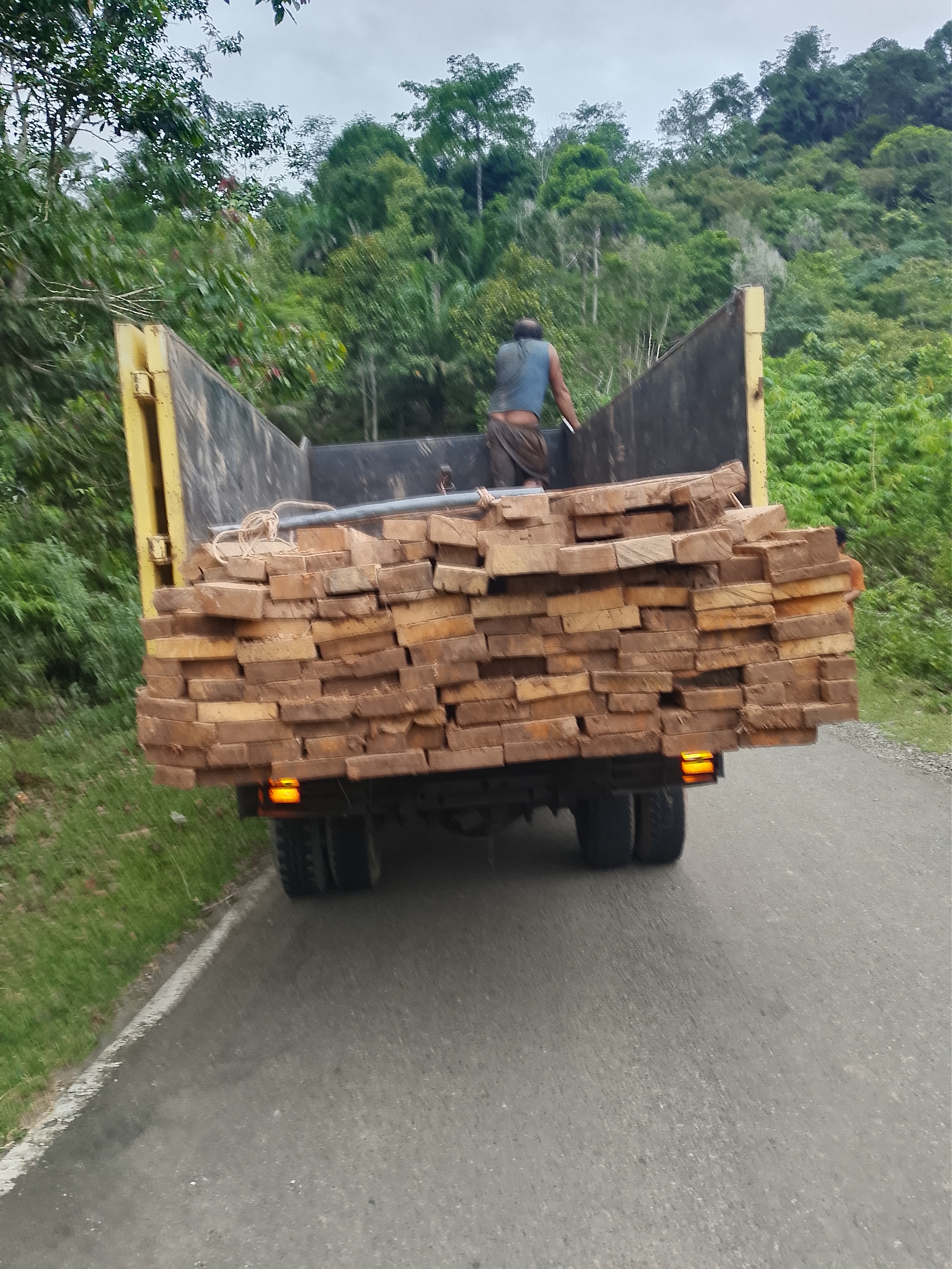 Penebangan Liar & Pengolahan Kayu Tanpa Izin Marak di Kawasan Hutan Geumpang‑Tangse, Diduga Melawan Hukum